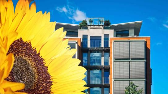 From sunflower to innovation. How the company SolarGaps emerged from an idea